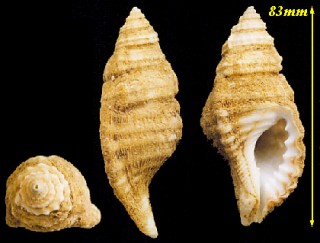 シワフジツ Cymatium corrugatum small