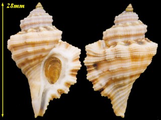 フトククリボラ Cymatium gibbosum small