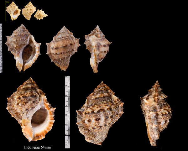 スミツキミヤコボラの一型 Bufonaria crumena crumenoides small