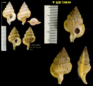 ヒラセウネボラ Gyrineum hirasei small