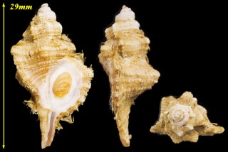 ナンアククリボラ Cymatium klenei small
