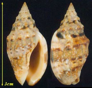 アツデスジボラ Enaeta cumingii small