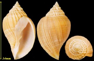 ホソカブラコロモ Cancellaria bulbulus small
