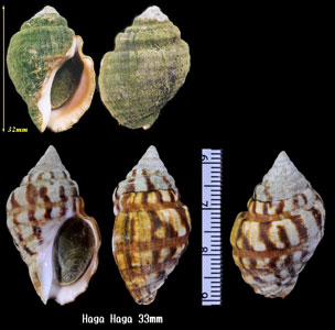 サカガメウネマキボラ Burnupena lagenaria small