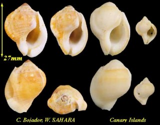 スベリオキニシ Bufonaria marginata small
