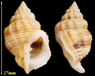 マルコロモ Cancellaria similis small