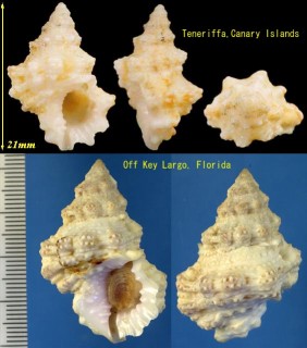 セントトマスオキニシ Bursa thomae small