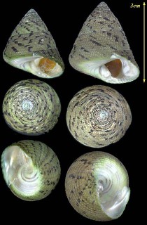 ヘビカワターバン Tegula pellisserpentis small