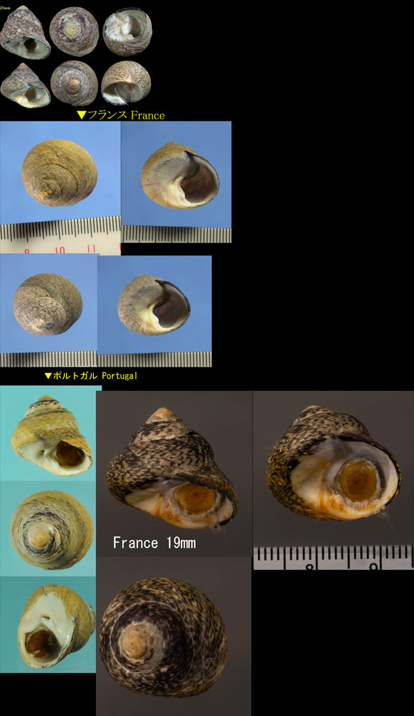 ホソスジダタミ Monodonta lineata small