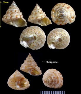 トウダカエビス 塔高戎 Calliostoma shinagawaense small