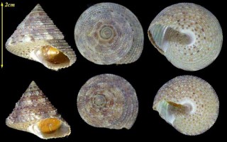 アントニーエビス Calliostoma antonii small