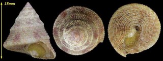 ナツメエビス (タンパエビス) Calliostoma jujubinum small