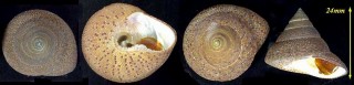 マムシナツモモ Clanculus undatus small