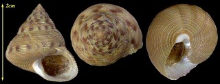ウツクシエビス Calliostoma gloriosum small