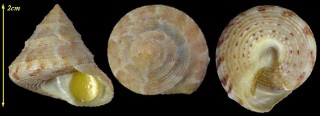 ブラジルエビス Calliostoma adspersum small