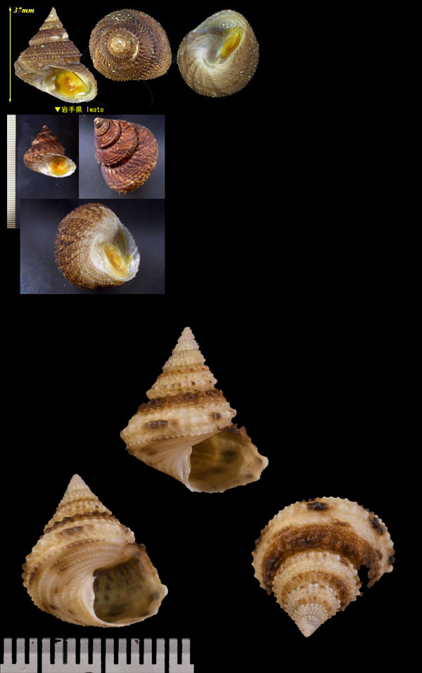マキアゲエビス Turcica monilifera small