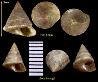 エビスガイの一種 Calliostoma dubium small