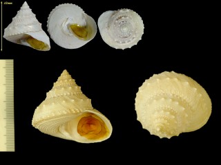 ハリエビス Lischkeia alwinae small