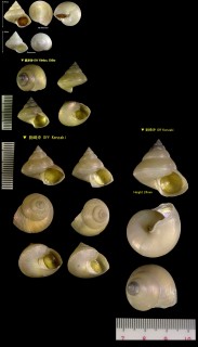 アコヤエビス 阿古屋戎 Calliostoma akoya small