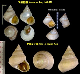 フクレギンエビス Bathybembix argenteonitens convexiusculus small