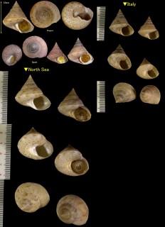 ザラエビス Calliostoma granulatum small