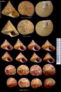 オーネイトエビス Calliostoma ornatum small