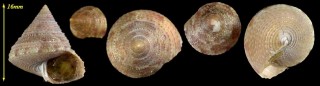 トウダカエビス? Calliostoma shinagawaense ? small