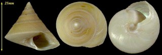 スコッティエビス Calliostoma scotti small
