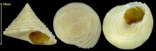 サイキハナヤカエビス Calliostoma bairdii psyche small