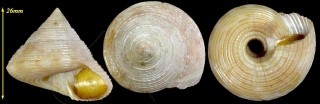 ヘッドレーエビス Astele subcarinatum small