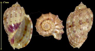 カジヤマショクコウラ Harpa kajiyamai small