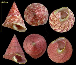 クチミドリエンスイチグサ Thalotia chlorostoma small