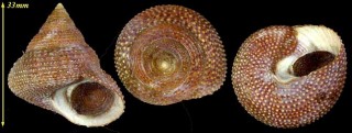 ゴマフマウリエビス Maurea punctulata small
