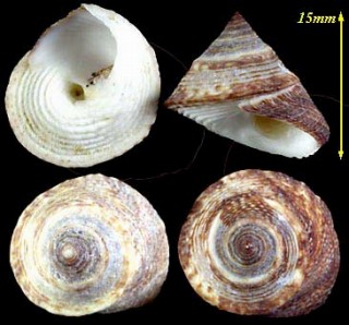 コマガタカタベダマシ Modulus catenulatus small