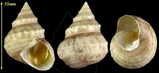 ギンエビス Bathybembix argenteonitens small