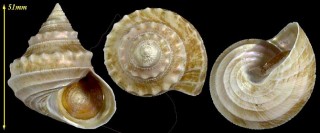 ヒラセギンエビス Bathybembix argenteonitens hirasei small