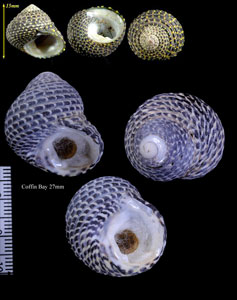 イシガキシタダミ Austrocochlea concamerata small