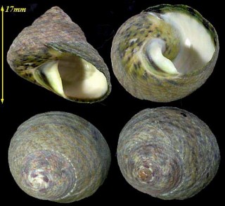 クロイシダタミ Monodonta edulis small