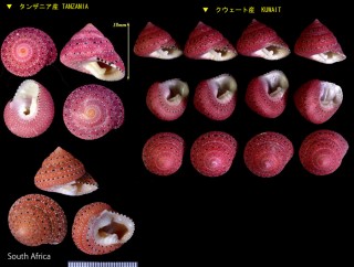イチゴナツモモ Clanculus puniceus small