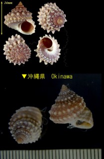 コンペイトウガイ Echinicus cumingi spinulosus small