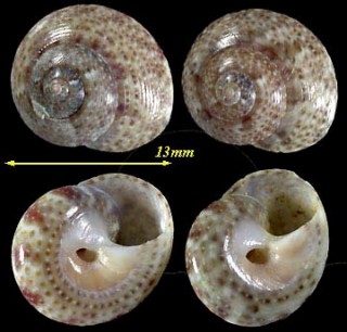 モザンビークキサゴ Ethalia carneolata small