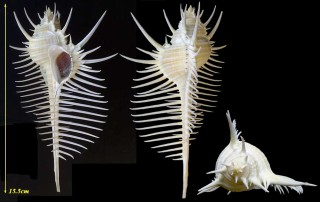 ホネガイ 骨貝 Murex pecten small