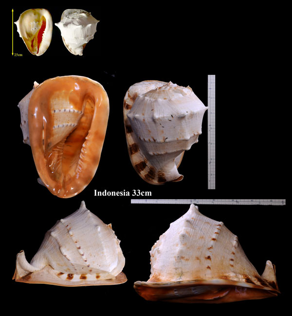 トウカムリ Cassis cornuta small