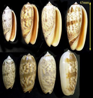 ジュドウマクラ Oliva miniacea small