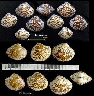 チャイロサラサガイ Lioconcha lorenziana small