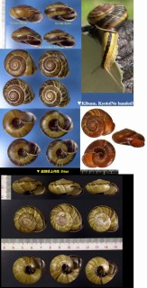 ニシキマイマイ Euhadra sandai small