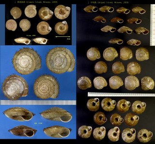 クロイワオオケマイマイ Aegista mackensii small