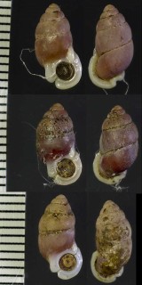 オオシマアズキガイ 大島小豆貝 Pupinella oshimae small