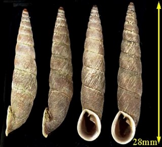 スターンズギセルの仲間 未詳 Phaedusa sp. small