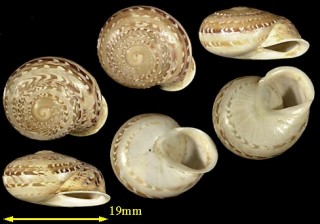 モロッコのエスカルゴの一種 Atlasica tildiana small